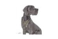 Great-dane-dog-breed-store Coupon Codes September 2023