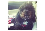 Ralphthepoodle 30% Off Coupon Codes May 2024